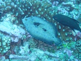 0065_IMG_1721_Rangiroa.JPG