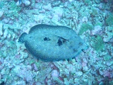 0066_IMG_1722_Rangiroa.JPG
