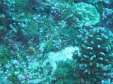 0067_IMG_1730_Rangiroa.JPG