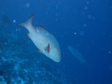 0068_IMG_1744_Rangiroa.JPG