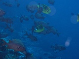 0069_IMG_1746_Rangiroa.JPG