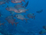 0070_IMG_1747_Rangiroa.JPG