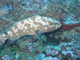 0073_IMG_1751_Rangiroa.JPG