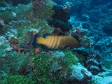 0077_IMG_1758_Rangiroa.JPG