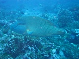 0081_IMG_1762_Rangiroa.JPG