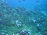 0083_IMG_1764_Rangiroa.JPG