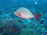 0086_IMG_1767_Rangiroa.JPG