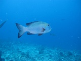 0088_IMG_1776_Rangiroa.JPG