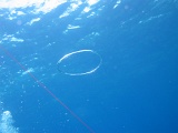 0093_IMG_1787_Rangiroa.JPG