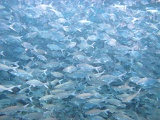 0097_IMG_1793_Rangiroa.JPG