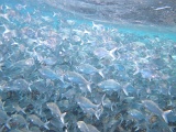 0098_IMG_1794_Rangiroa.JPG
