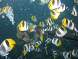 0099_IMG_1813_Rangiroa.JPG