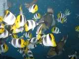0100_IMG_1815_Rangiroa.JPG