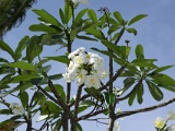 0105_IMG_3254_Rangiroa.JPG