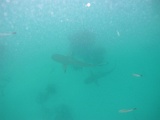 0159_IMG_1865_Rangiroa.JPG