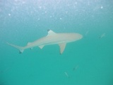 0161_IMG_1867_Rangiroa.JPG