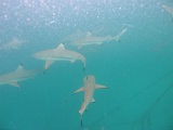 0163_IMG_1870_Rangiroa.JPG