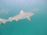 0164_IMG_1871_Rangiroa.JPG