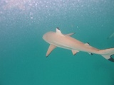 0166_IMG_1874_Rangiroa.JPG