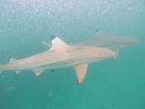 0167_IMG_1877_Rangiroa.JPG