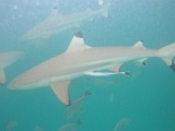 0168_IMG_1891_Rangiroa.JPG