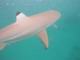0170_IMG_1893_Rangiroa.JPG
