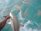 0172_IMG_1900_Rangiroa.JPG