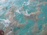 0173_IMG_1903_Rangiroa.JPG