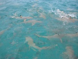 0176_IMG_1907_Rangiroa.JPG