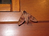 0186_IMG_1933_Rangiroa.JPG