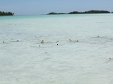0203_IMG_3394_Rangiroa.JPG