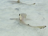 0204_IMG_3400_Rangiroa.JPG