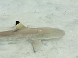 0205_IMG_3403_Rangiroa.JPG
