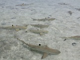 0210_IMG_3426_Rangiroa.JPG