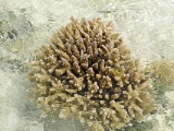 0219_IMG_3456_Rangiroa.JPG